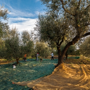 Olive and autumn produce fair