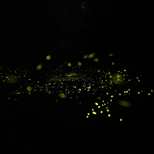 Escursioni nella Natura della notte