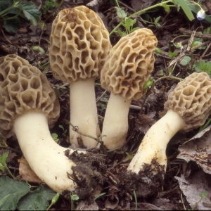 Foliage e funghi nel bosco del traversante