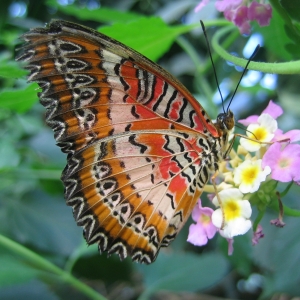 Colazione nel Giardino delle Farfalle