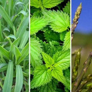 Corso pratico - Botanica Pratica | Non solo asparagi: conoscere e cucinare le erbe spontanee
