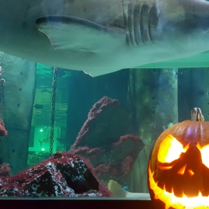 Halloween all'Acquario di Cattolica