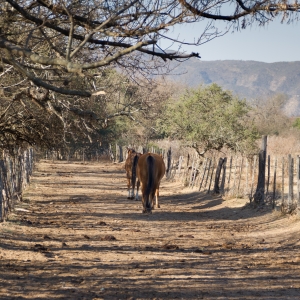 A cavallo per scoprire l'energia positiva del bosco